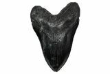 Fossil Megalodon Tooth - South Carolina #340284-1